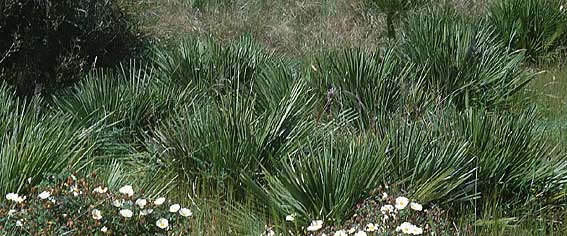 Chamaerops humilis \ Zwerg-Palme / Dwarf Fan Palm, Sizilien/Sicily Piazza Armerina 2.4.1998