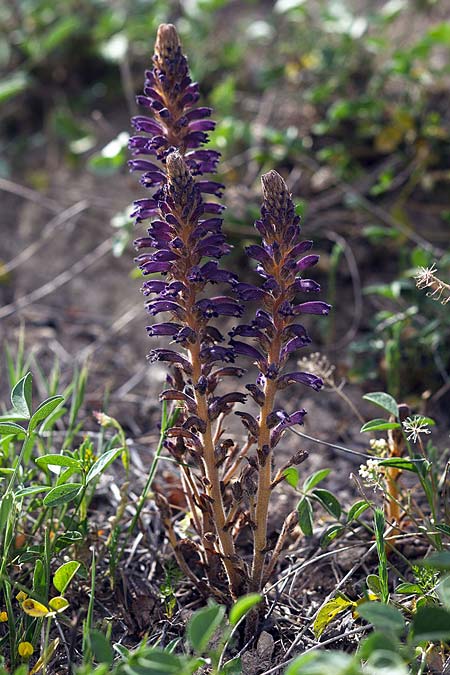 Phelipanche lavandulacea \ Lavendel-Sommerwurz / Lavender Broomrape, Sizilien/Sicily Lago di Rosalia 14.4.2016 (Photo: Uwe & Katja Grabner)