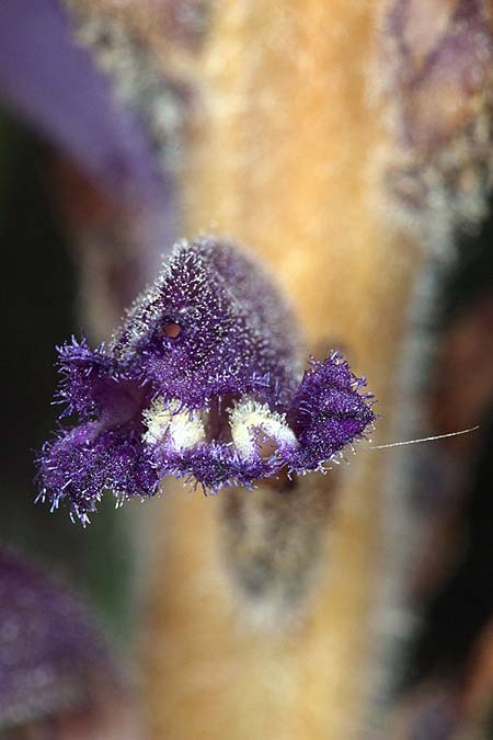 Phelipanche lavandulacea \ Lavendel-Sommerwurz / Lavender Broomrape, Sizilien/Sicily Lago di Rosalia 14.4.2016 (Photo: Uwe & Katja Grabner)