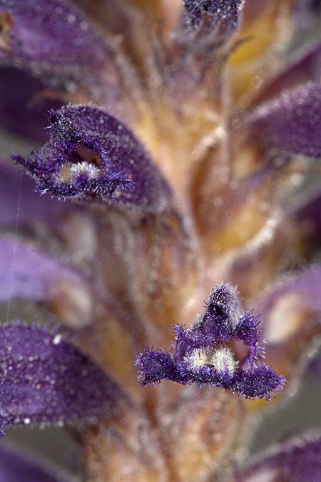 Phelipanche lavandulacea \ Lavendel-Sommerwurz / Lavender Broomrape, Sizilien/Sicily Lago di Rosalia 14.4.2016 (Photo: Uwe & Katja Grabner)