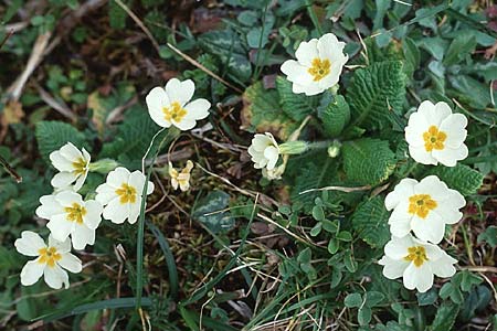 Primula vulgaris \ Stngellose Primel, Kissen-Primel / Primrose, Sizilien/Sicily Piano Zucchi 6.4.1998