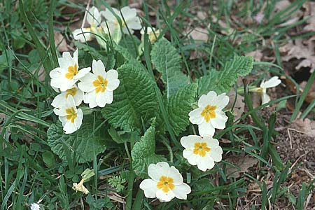 Primula vulgaris \ Stngellose Primel, Kissen-Primel / Primrose, Sizilien/Sicily Nebroden 1.5.1998