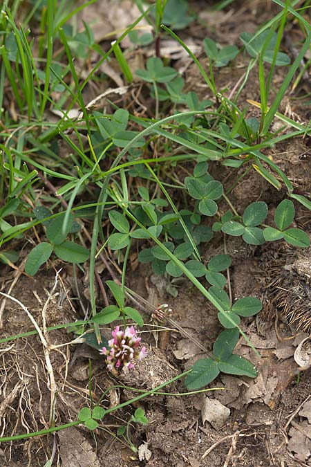 Trifolium bivonae \ Bivonas Klee / Bivona Clover, Sizilien/Sicily Madonie 23.4.2016 (Photo: Uwe & Katja Grabner)