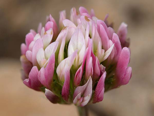 Trifolium bivonae \ Bivonas Klee / Bivona Clover, Sizilien/Sicily Madonie 23.4.2016 (Photo: Uwe & Katja Grabner)