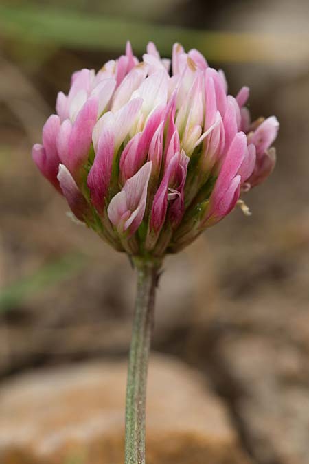 Trifolium bivonae \ Bivonas Klee / Bivona Clover, Sizilien/Sicily Madonie 23.4.2016 (Photo: Uwe & Katja Grabner)