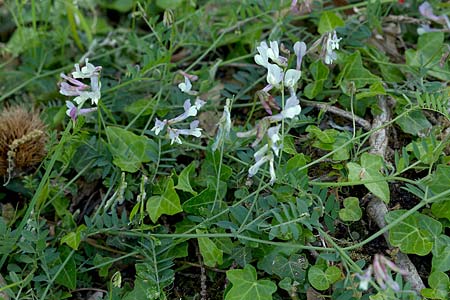 Vicia glauca \ Blaugr�ne Wicke, Sizilien &Auml;tna Ostseite 26.4.2016 (Photo: Uwe & Katja Grabner)