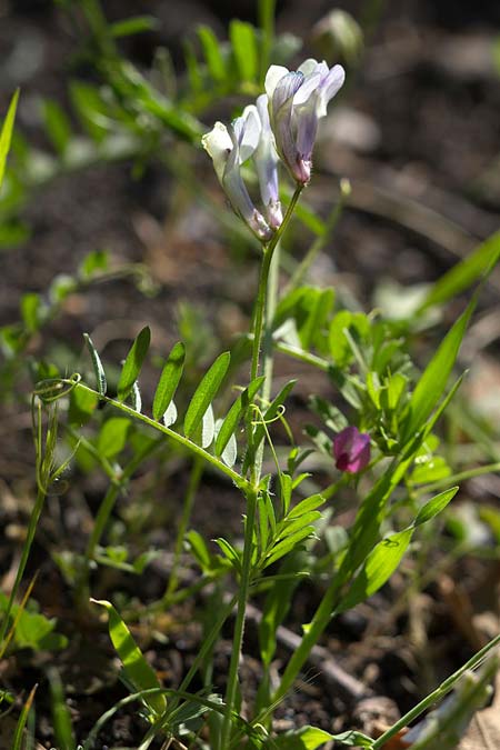 Vicia glauca \ Blaugr�ne Wicke, Sizilien &Auml;tna Ostseite 26.4.2016 (Photo: Uwe & Katja Grabner)
