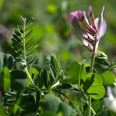 Vicia glauca \ Blaugr�ne Wicke, Sizilien &Auml;tna Ostseite 26.4.2016 (Photo: Uwe & Katja Grabner)