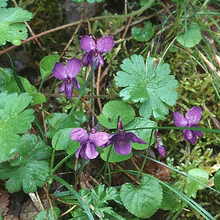 Viola odorata \ Wohlriechendes Veilchen, Mrz-Veilchen / Sweet Violet, Sizilien/Sicily Piano Zucchi 1.5.1998
