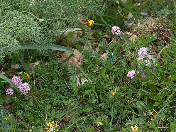 Valeriana tuberosa \ Knolliger Baldrian / Tuberous Valerian, Sizilien/Sicily Madonie 23.4.2016 (Photo: Uwe & Katja Grabner)