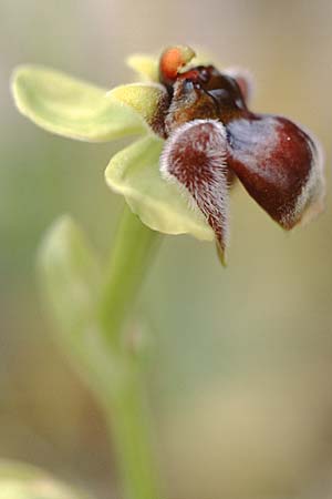 Ophrys bombyliflora / Bumble Bee Orchid, Sicily,  Niscemi 31.3.1998 