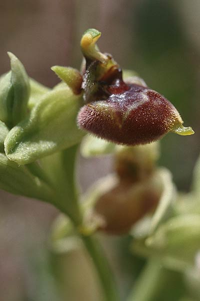 Ophrys biancae x bombyliflora, Sizilien/Sicily,  Monte Grosso 12.4.1999 