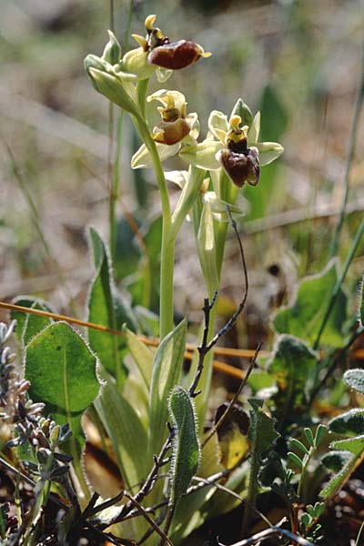 Ophrys biancae x bombyliflora, Sizilien/Sicily,  Monte Grosso 12.4.1999 