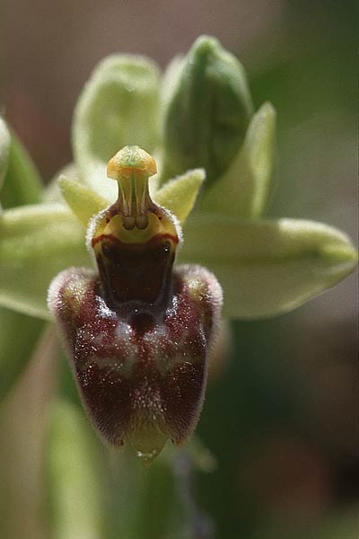 Ophrys biancae x bombyliflora, Sizilien/Sicily,  Monte Grosso 12.4.1999 