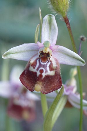 Ophrys calliantha / Splendid Beak Bee Orchid, Sicily,  Ferla 26.4.1998 