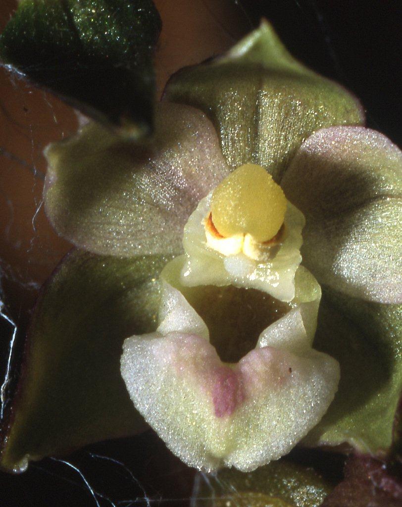 Epipactis meridionalis \ Südliche Ständelwurz, Sizilien,  Ätna Südseite 16.6.2001 (Photo: Helmut Presser)