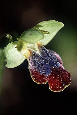 Ophrys caesiella, Sizilien Noto 13.3.02