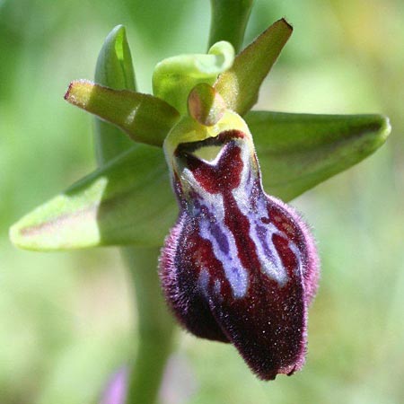 Ophrys flammeola x incubacea, Sizilien/Sicily,  Vittoria 8.4.2012 (Photo: Helmut Presser)