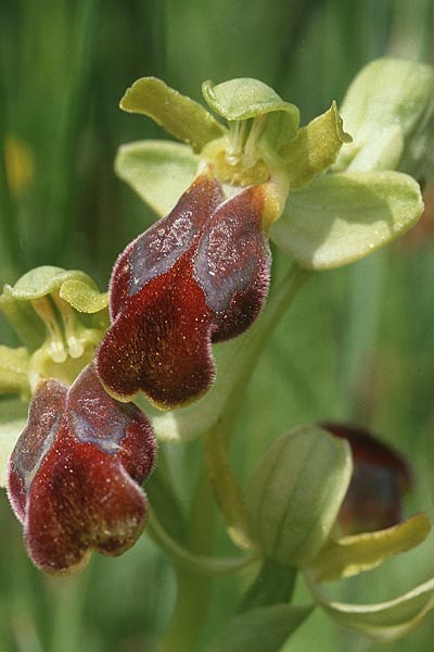 Ophrys sabulosa \ Sabulosa-Ragwurz / Sabulosa Bee Orchid, Sizilien/Sicily,  Buccheri 27.4.1998 