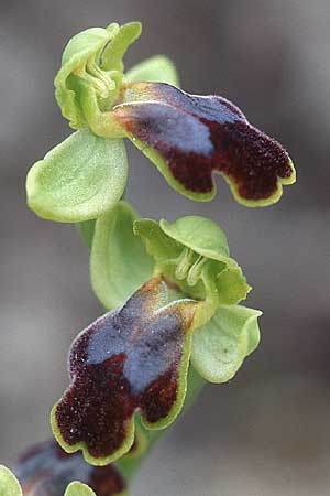 Ophrys sabulosa \ Sabulosa-Ragwurz / Sabulosa Bee Orchid (?), Sizilien/Sicily,  Niscemi 31.3.1998 