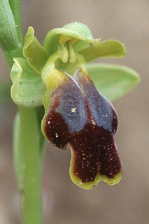 Ophrys sabulosa \ Sabulosa-Ragwurz / Sabulosa Bee Orchid (?), Sizilien/Sicily,  Niscemi 31.3.1998 