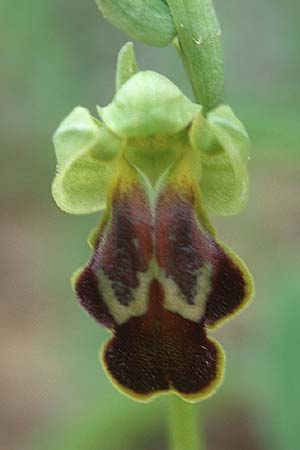 Ophrys sabulosa \ Sabulosa-Ragwurz / Sabulosa Bee Orchid (?), Sizilien/Sicily,  Niscemi 31.3.1998 