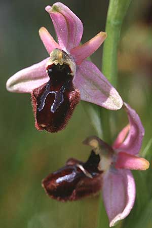Ophrys incubacea x lunulata, Sizilien/Sicily,  Ferla 11.4.1999 