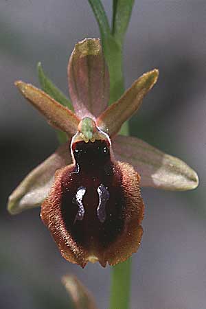 Ophrys incubacea x lunulata, Sizilien/Sicily,  Ferla 11.4.1999 