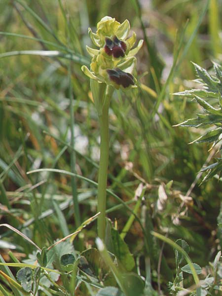 Ophrys laurensis / Monte Lauro Orchid, Sicily,  Buccheri 27.4.1998 