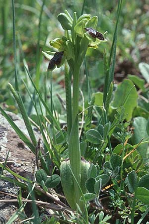 Ophrys laurensis, Sizilien Buccheri 27.4.98