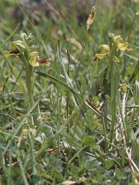 Ophrys laurensis / Monte Lauro Orchid, Sicily,  Buccheri 27.4.1998 