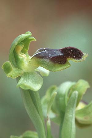 Ophrys laurensis, Sizilien Buccheri 2.5.98