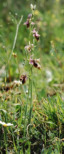 Ophrys lunulata / Crescent Ophrys, Sicily,  Passo delle Pantanelle 31.3.1998 