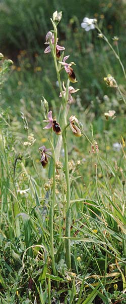 Ophrys lunulata / Crescent Ophrys, Sicily,  Passo delle Pantanelle 31.3.1998 