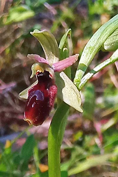 Ophrys lunulata x sphegodes, Sizilien/Sicily,  Prov. Ragusa 11.3.2021 (Photo: Enzo Lanza)