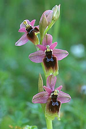 Ophrys lunulata x grandiflora, Sizilien/Sicily,  Ferla 4.4.1998 