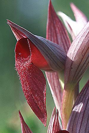 Serapias lingua x vomeracea, Sizilien/Sicily,  Vizzini 27.4.1998 