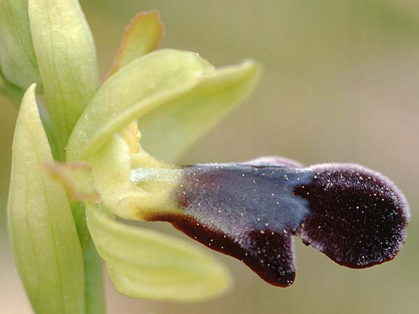 Ophrys mirabilis / Wonderful Bee Orchid, Sicily,  Prov. Caltanissetta 28.4.1998 
