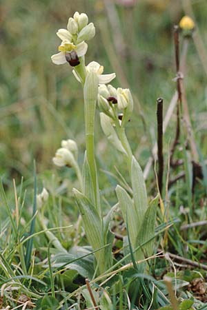 Ophrys pallida \ Bleiche Ragwurz / Pale Ophrys, Sizilien/Sicily,  Godrano 30.3.1998 