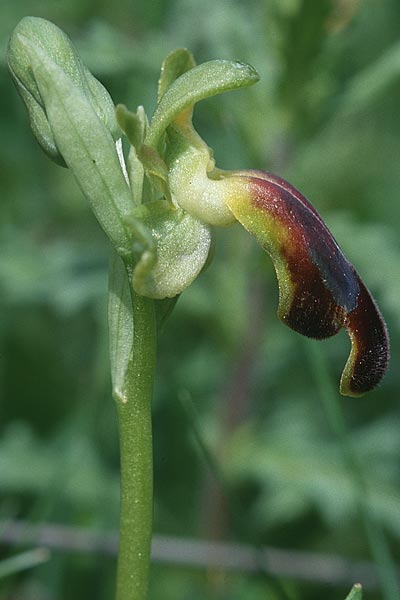 Ophrys sabulosa \ Sabulosa-Ragwurz / Sabulosa Bee Orchid, Sizilien/Sicily,  Buccheri 27.4.1998 