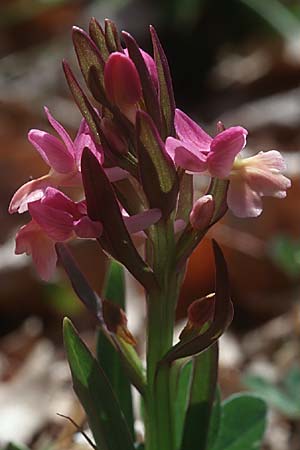 Dactylorhiza romana x sambucina, Sizilien/Sicily,  Ätna/Etna 7.4.1998 
