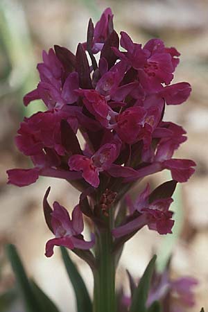Dactylorhiza romana x sambucina, Sizilien/Sicily,  Ätna/Etna 7.4.1998 