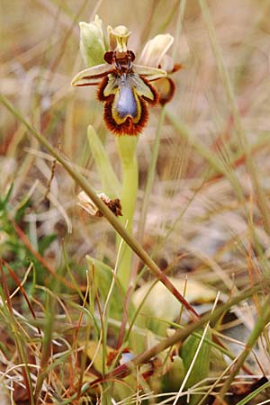Ophrys speculum \ Spiegel-Ragwurz, Sizilien,  Palermo,Monte Catalfano 30.3.1998 