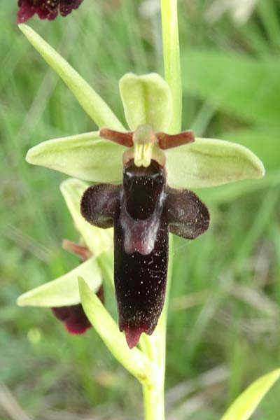 Ophrys holubyana x insectifera, Slowakei/Slovakia,  Kltor pod Znievom 13.6.2021 (Photo: Jan Kocna)