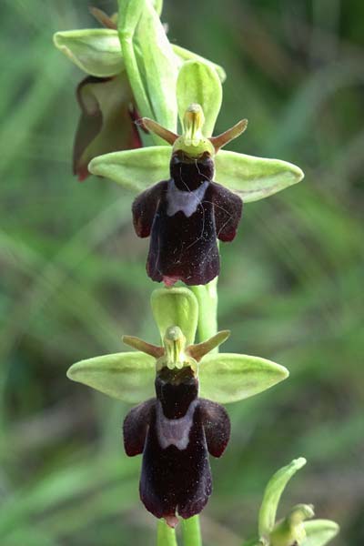 Ophrys holubyana x insectifera, Slowakei/Slovakia,  Kltor pod Znievom 13.6.2021 (Photo: Jan Kocna)