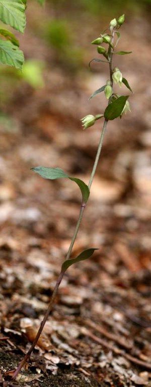 Epipactis pseudopurpurata \ Falsche Violette Ständelwurz, Slowakei,  Trencianske Teplice 24.7.2011 (Photo: Helmut Presser)