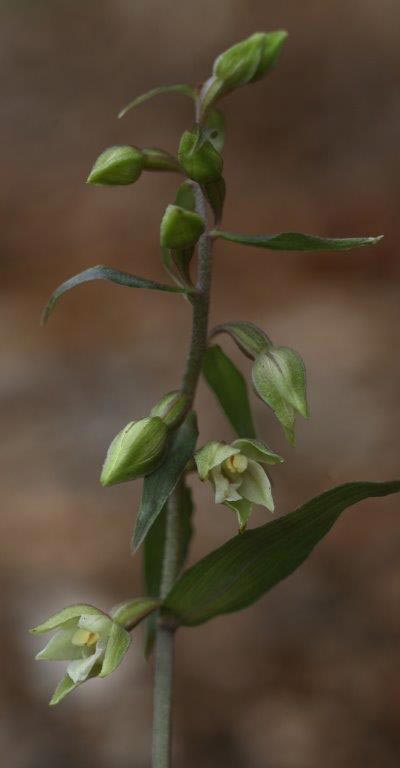 Epipactis pseudopurpurata \ Falsche Violette Ständelwurz, Slowakei,  Trencianske Teplice 24.7.2011 (Photo: Helmut Presser)
