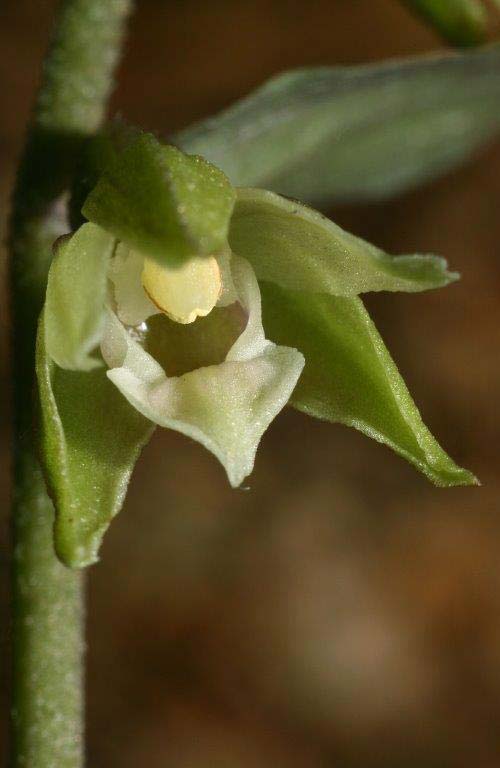 Epipactis pseudopurpurata \ Falsche Violette Ständelwurz, Slowakei,  Trencianske Teplice 24.7.2011 (Photo: Helmut Presser)