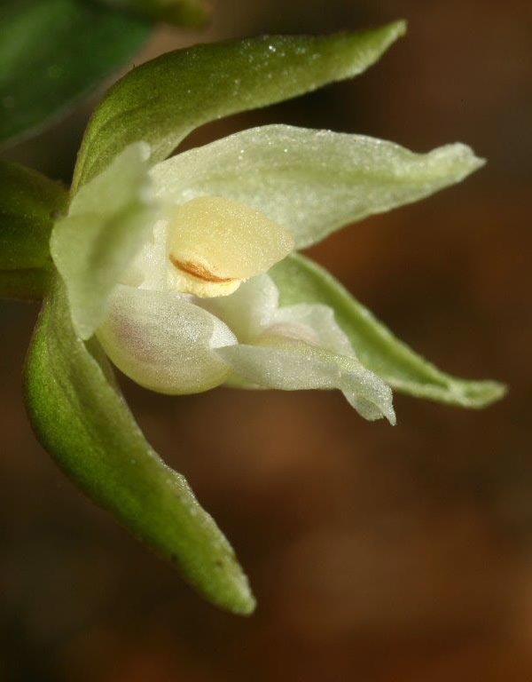 Epipactis pseudopurpurata \ Falsche Violette Ständelwurz, Slowakei,  Trencianske Teplice 24.7.2011 (Photo: Helmut Presser)