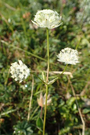 Astrantia bavarica \ Bayerische Sterndolde / Bavarian Masterwort, Slowenien/Slovenia Koschuta, Planina Pungrat 6.7.2019